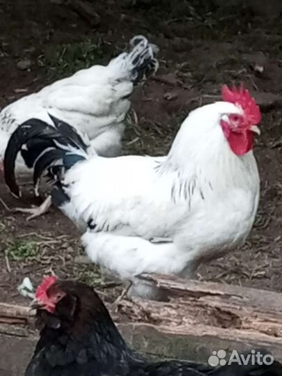 Куры петухи