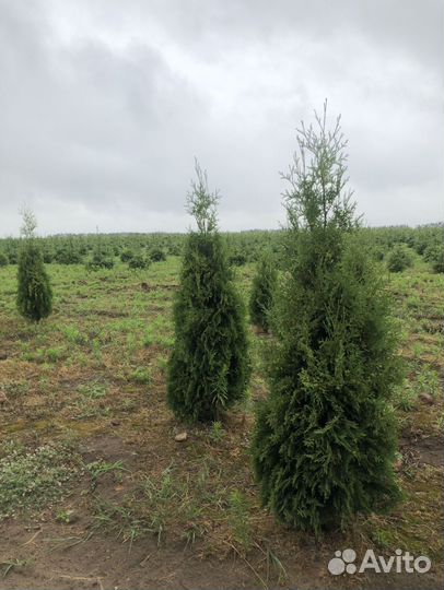 Туи с доставкой