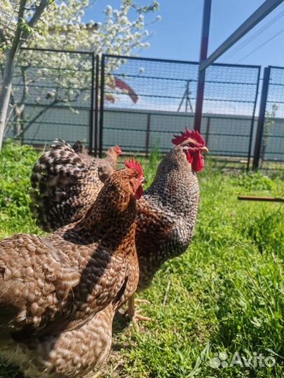 Инкубационное яйцо Кохинкин Билифельдер Люйкиданзи