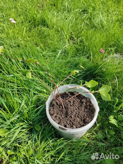 Китайский лимонник саженцы