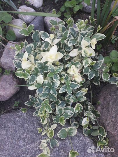 Флокс,барвинок,очиток,дицентра,живучка