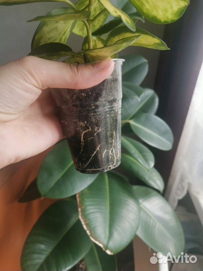 Хойя аустралис лиза