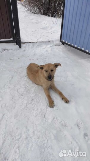 Собака в добрые руки отдам бесплатно