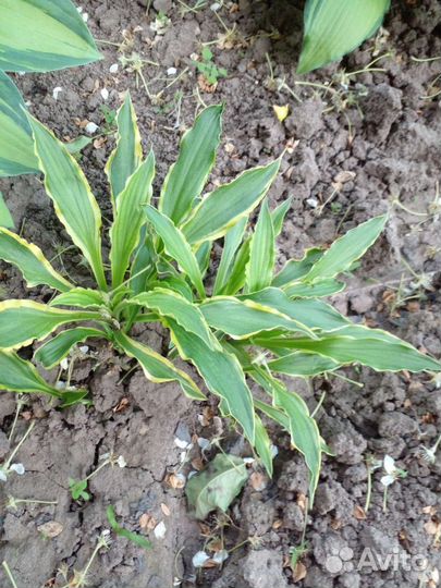 Хосты Большие кусты