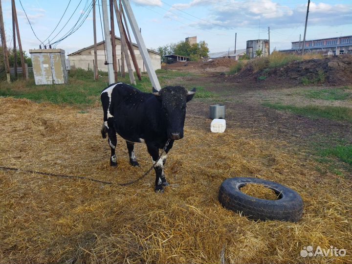 Быки телки овцы