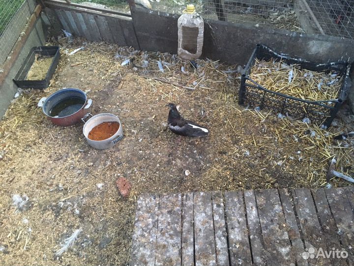 Голубь домашние