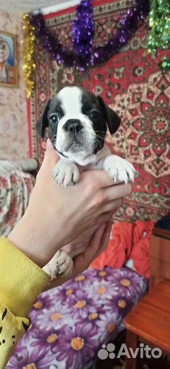 Французский бульдог щенки