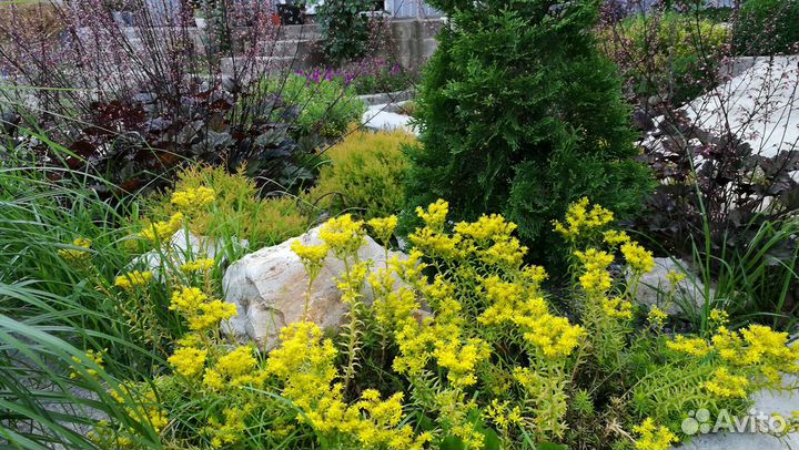 Лук Молли, книфофия, жимолость, очитки