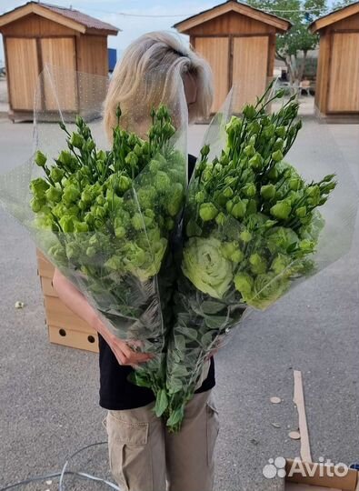 Эустома Лизиантус опт цветы