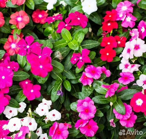 Катарантус