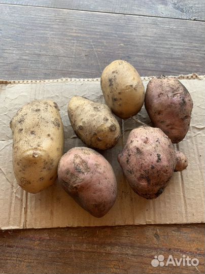 Продам домашний картофель