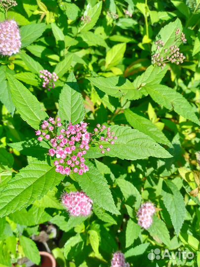 Спирея Японская(взрослый куст)