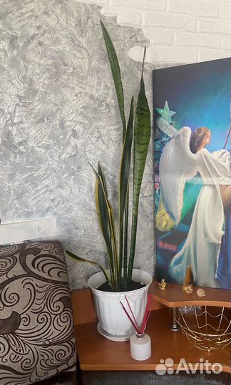 Сансевиерия щучий хвост