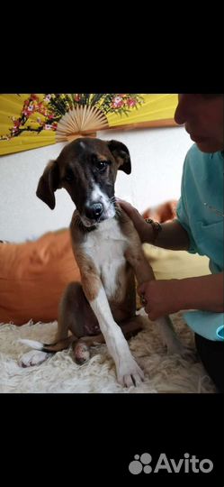 Щенок в добрые руки бесплатно метис лайки