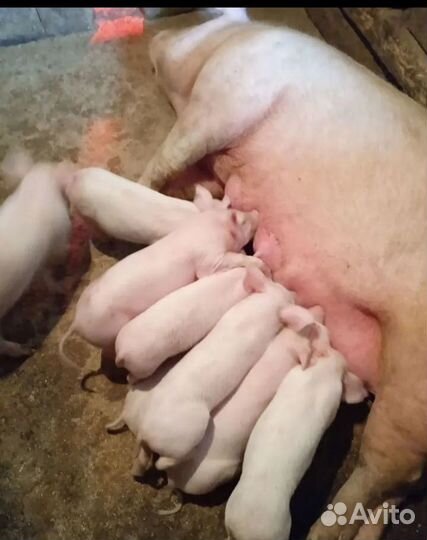 Поросята