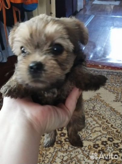 Йоркширский терьер