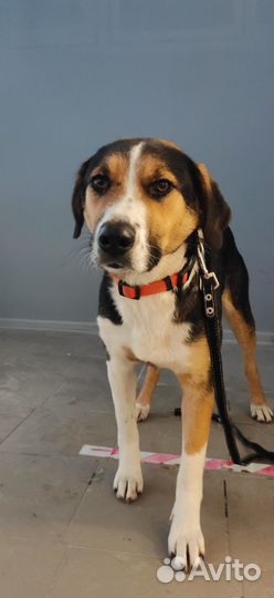 Собаки бесплатно в добрые руки