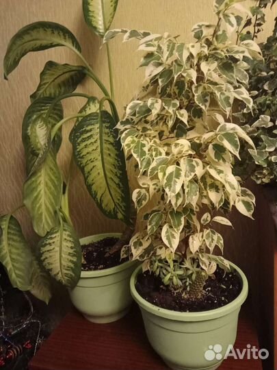 Диффинбахия