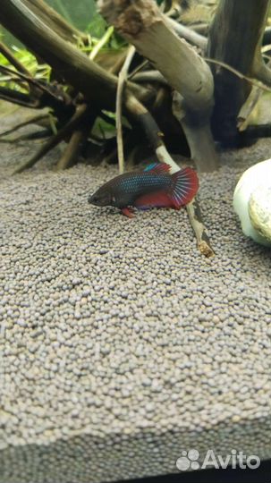 Рыбка петушок самка