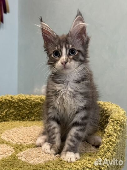 Мейн-кун девочка с голубыми глазами