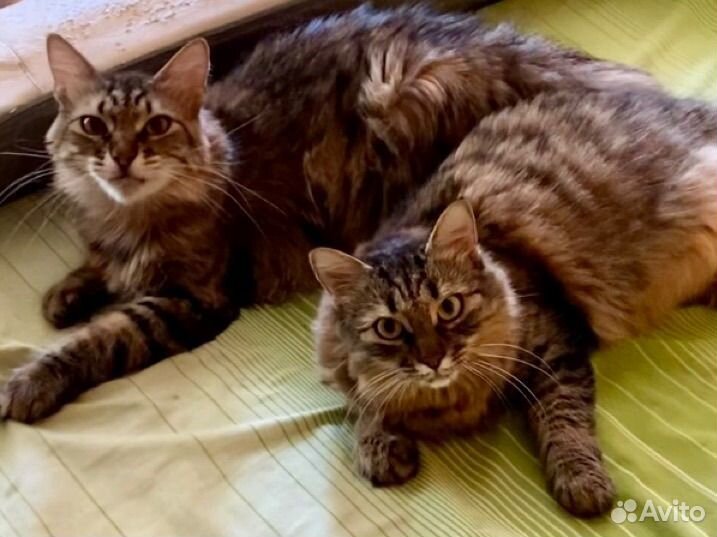 Кошечки с тяж судьбой. Стерелизованы. Ищут дом