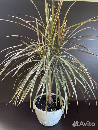 Драцены узколистные, пальма