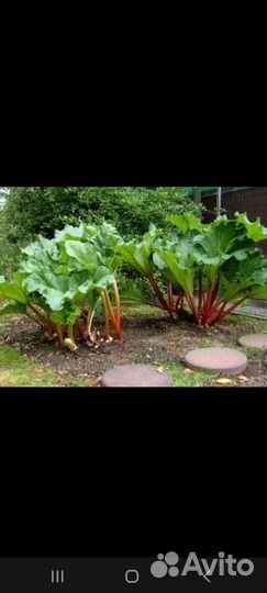 Ревень корень