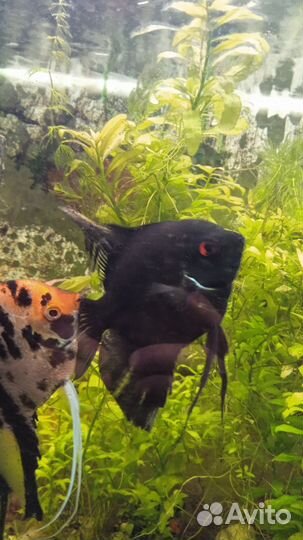 Продажа аквариумных рыбок и улиток