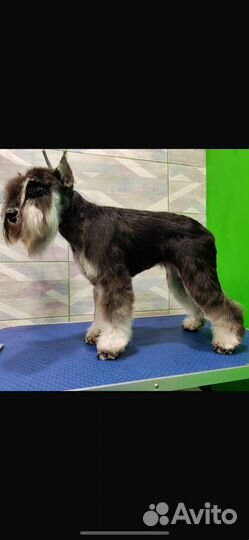 Цвергшнауцер черный с серебром