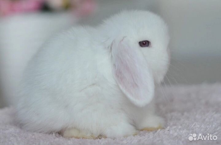 Кролик карликовый вислоухий