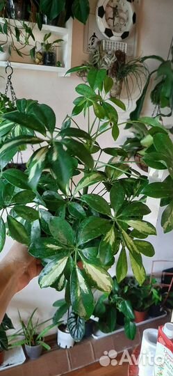 Шефлера Gerda Branched