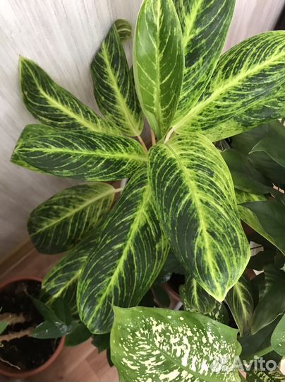 Аглаонема король сиама