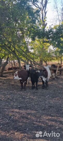 Бычки на откорм