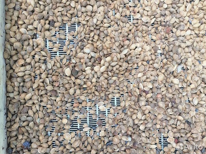 Семена антипка (моголепка), алыча, жердела