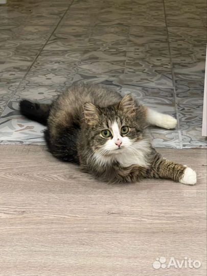 Котик в добрые руки