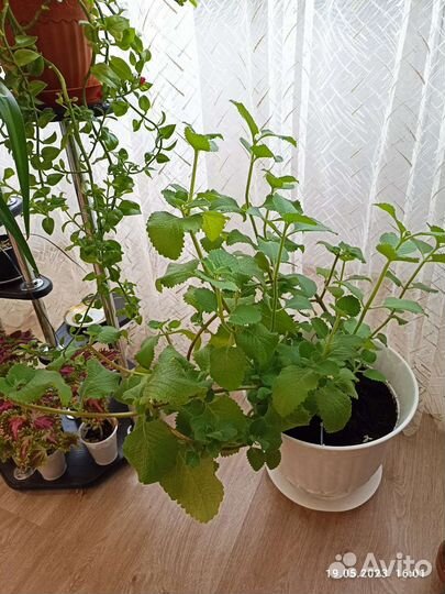 Комнатная мята(Плектрантус)