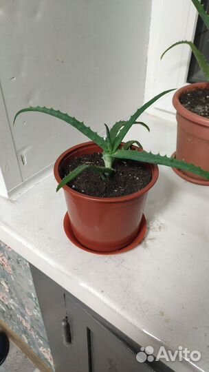 Алоэ лечебное столетник