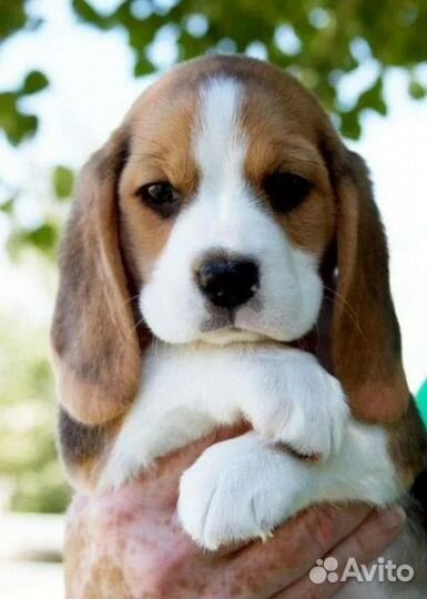 Ищу собаку в добрые руки, породистую