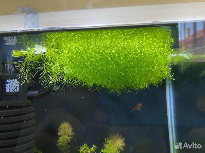 Аквариумные креветки кристалл чёрн, мхи, растения