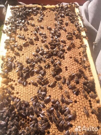 Пчелопакеты