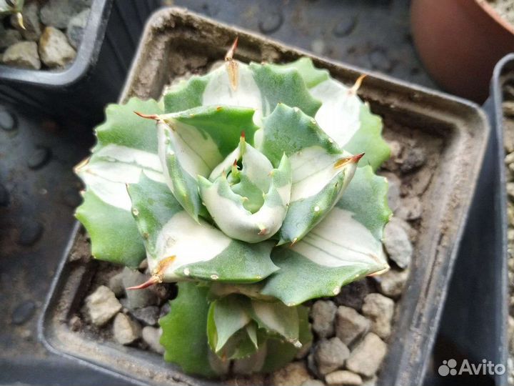 Агава кабутогани, Агава титанота, Агава потаторум