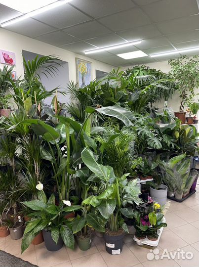 Пальма спатифиллум кактус драцена