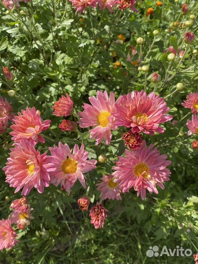 Букет из хризантем