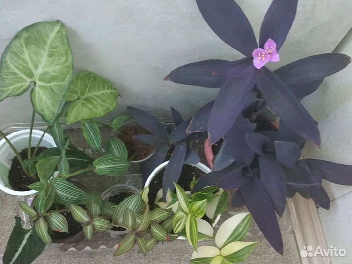 Комнатные растения