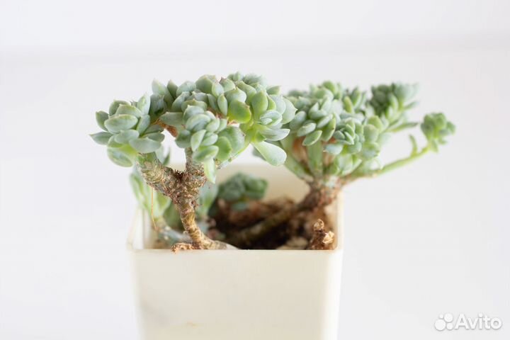 Суккуленты ч.2 Эхеверии и др