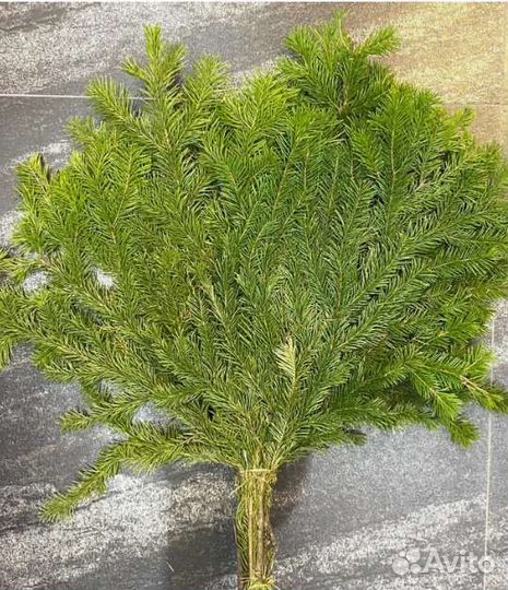 Веники пихтовые, кедровые и т.д