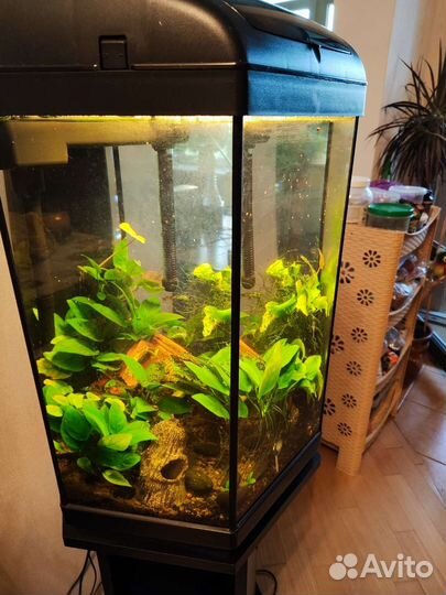 Аквариум с тумбой 60 литров