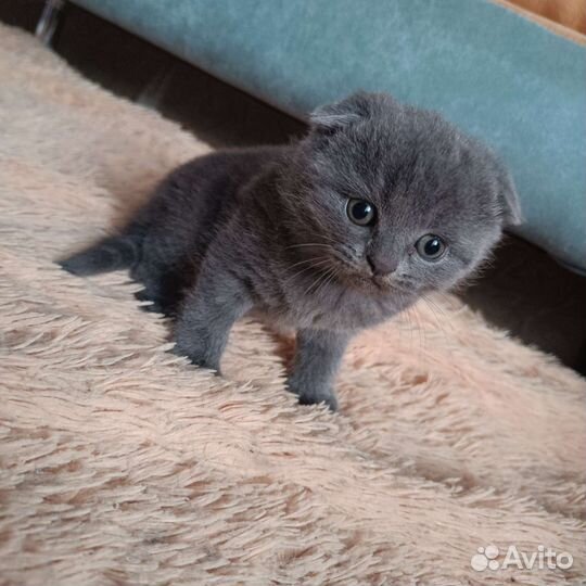 Шотландские котята