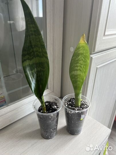 Сансевиерия Ларензи