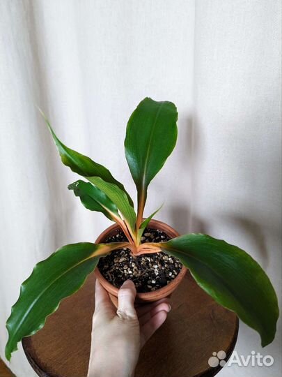 Комнатные растения в горшках